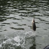 Рыбалка спиннингом (нахлыстом)